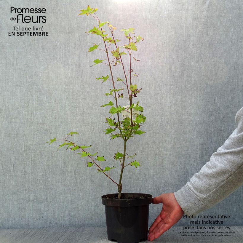 Amostra de Ácer-do-japão Summer Gold - Acer palmatum Vaso de 3 L/4 L tal como entregue no outono