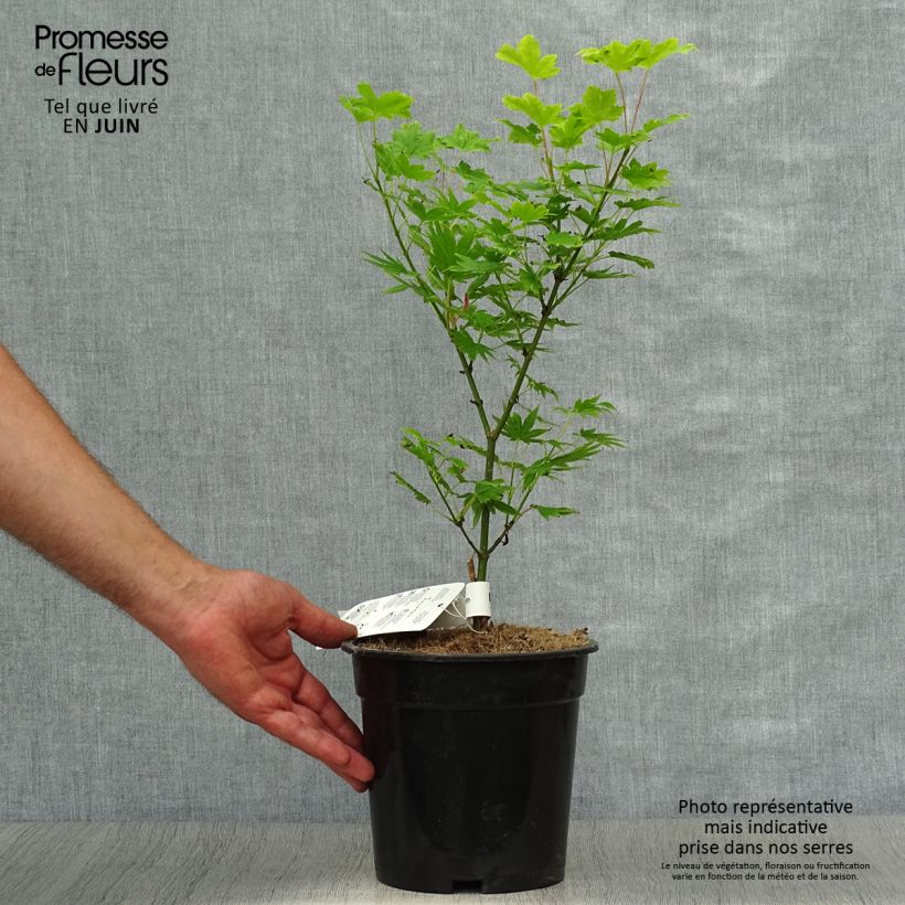 Amostra de Ácer-do-japão Summer Gold - Acer palmatum Vaso de 3 L/4 L tal como entregue no verão