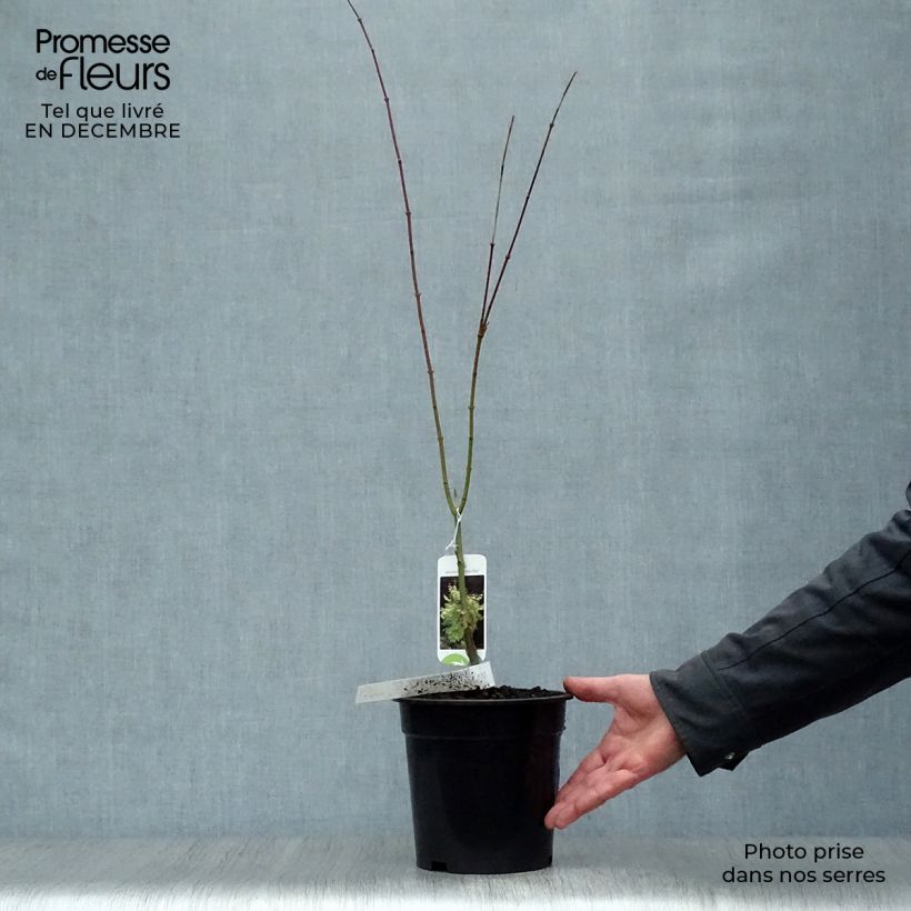 Amostra de Erable du Japon - Acer palmatum Summer Gold Vaso de 3 L/4 L tal como entregue no inverno