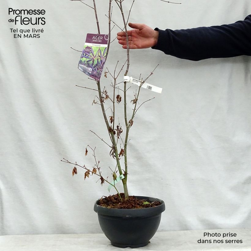 Amostra de Ácer-do-japão Trompenburg - Acer palmatum Vaso de 6 L/7 L tal como entregue na primavera