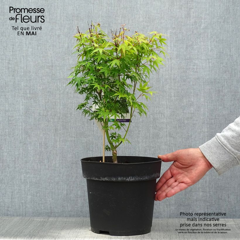 Amostra de Ácer-do-japão Tsukasa Silhouette - Acer palmatum Vaso de 6 L/7 L tal como entregue na primavera
