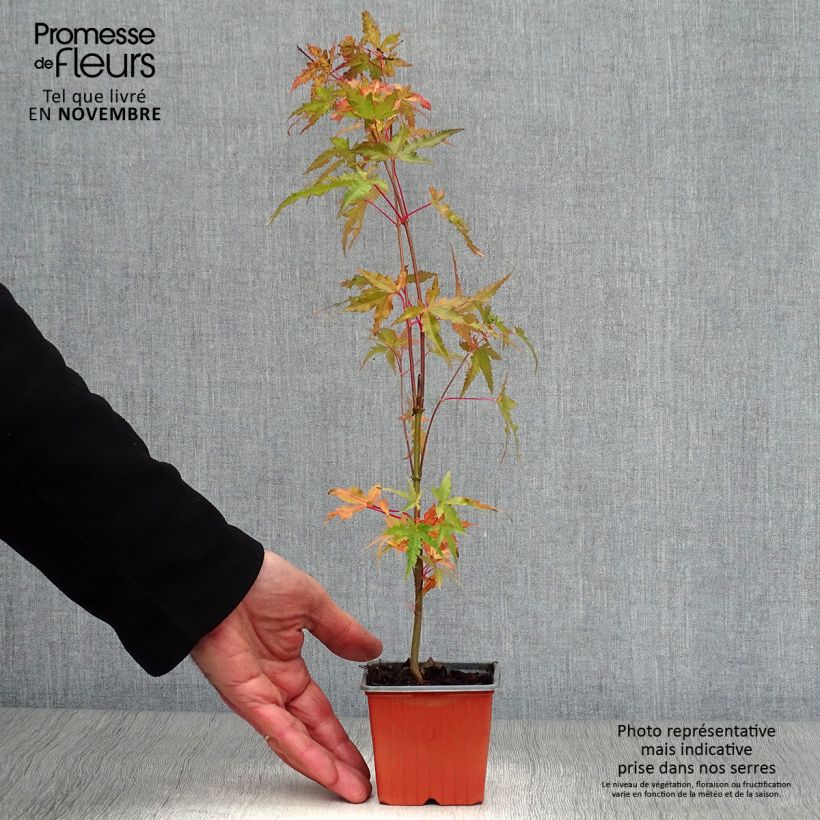 Amostra de Ácer-do-japão - Acer palmatum Vaso de 8/9 cm tal como entregue no outono