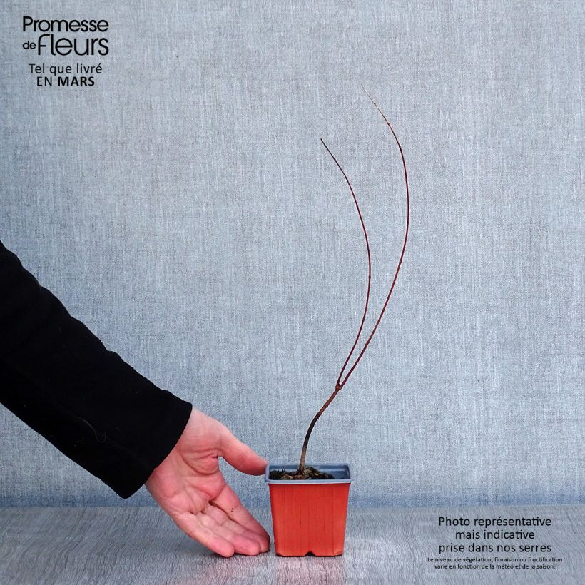 Amostra de Ácer-do-japão - Acer palmatum Vaso de 8/9 cm tal como entregue no inverno