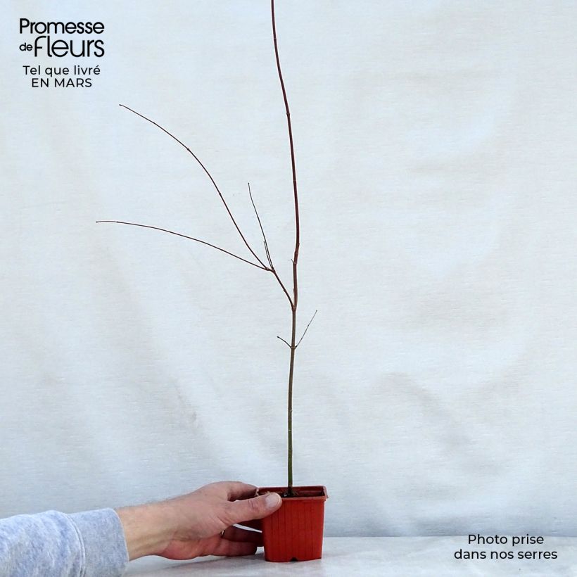 Amostra de Ácer-do-japão - Acer palmatum Vaso de 8/9 cm tal como entregue na primavera