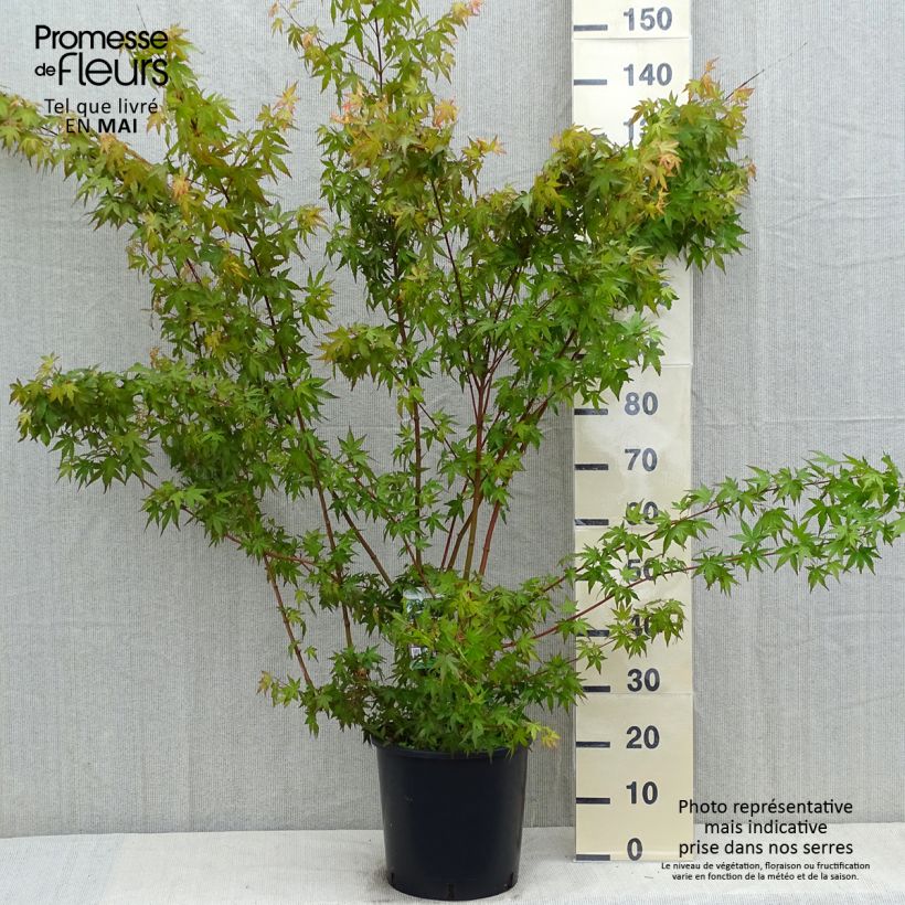 Amostra de Ácer-do-japão - Acer palmatum Vaso de 7,5 L/10 L tal como entregue na primavera