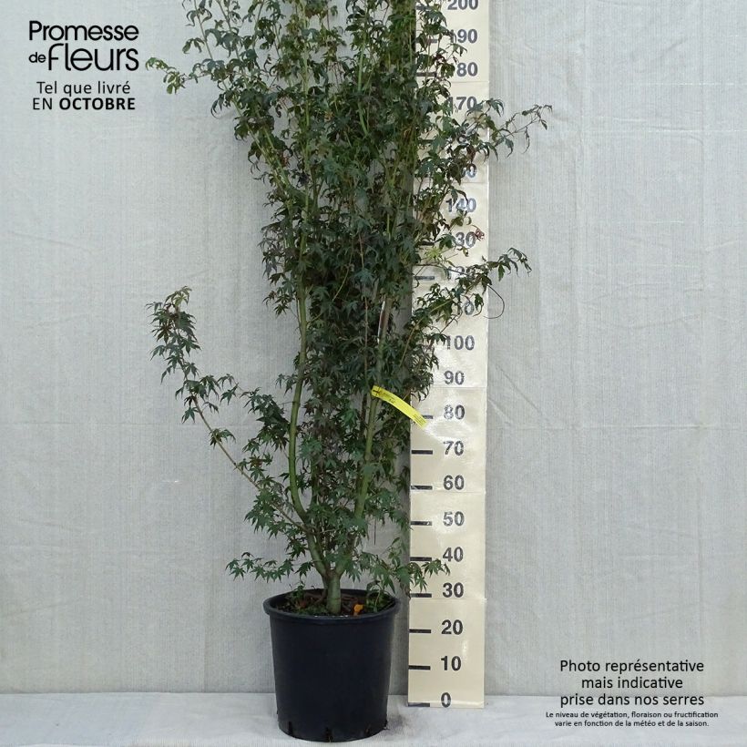 Amostra de Ácer-do-japão - Acer palmatum Vaso de 20 L/25 L tal como entregue no outono