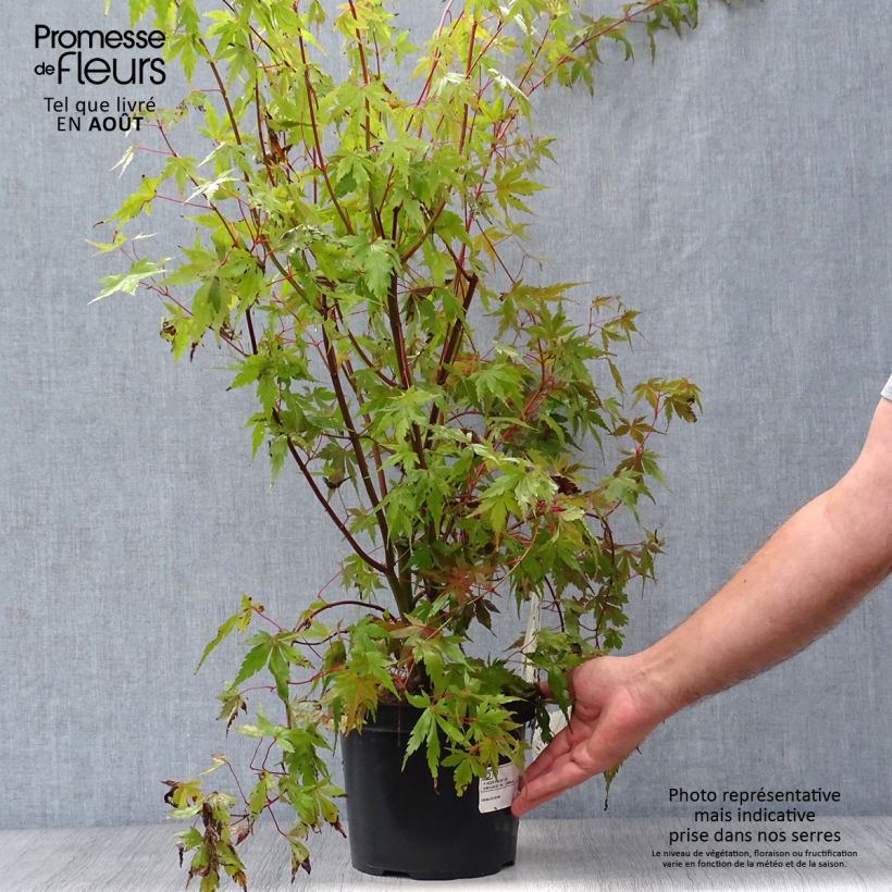 Amostra de Ácer-do-japão - Acer palmatum Vaso de 3 L/4 L tal como entregue no verão