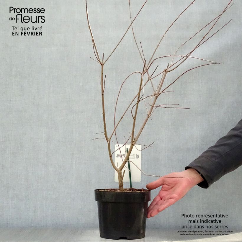 Amostra de Ácer-do-japão - Acer palmatum Vaso de 3 L/4 L tal como entregue no inverno