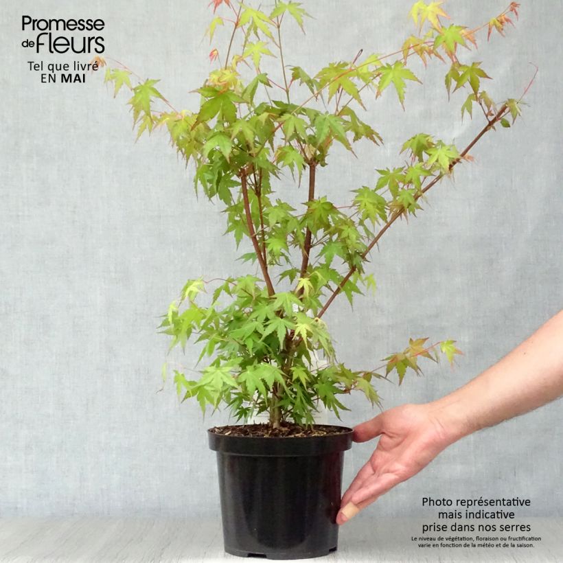 Amostra de Ácer-do-japão - Acer palmatum Vaso de 3 L/4 L tal como entregue na primavera