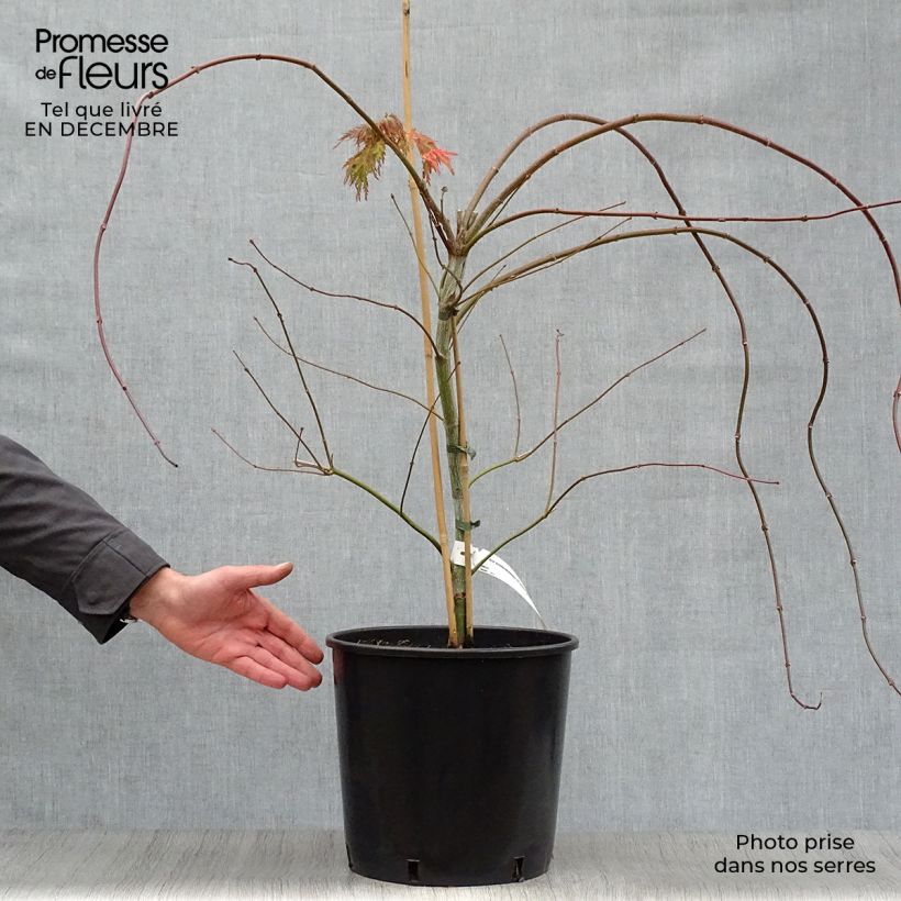 Amostra de Erable du Japon - Acer pseudosieboldianum Ice dragon Vaso de 12 L/15 L tal como entregue no inverno