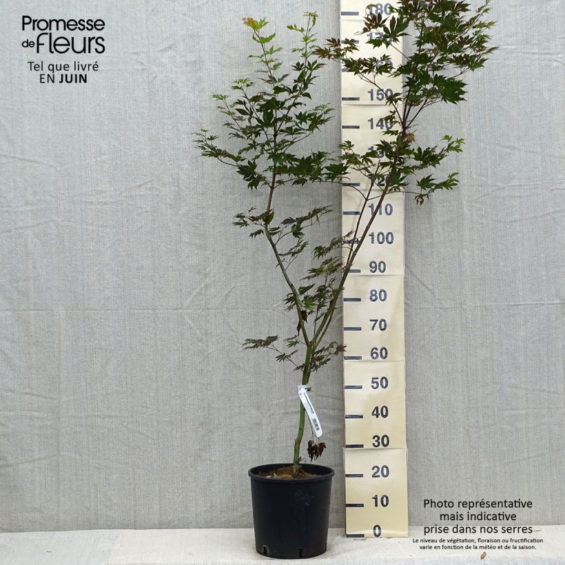 Amostra de Ácer-do-japão Ice Dragon - Acer pseudosieboldianum Vaso de 12 L/15 L tal como entregue no verão