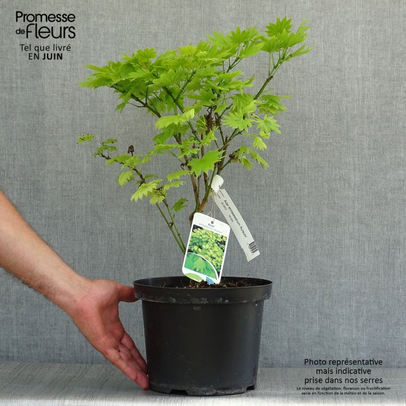 Amostra de Érable du Japon - Acer shirasawanum Aureum Pot de 3L/4L tal como entregue no verão