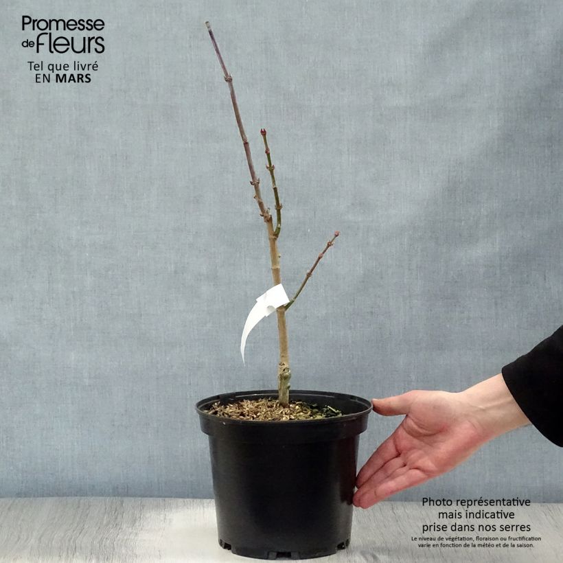Amostra de Érable du Japon - Acer shirasawanum Aureum Pot de 3L/4L tal como entregue na primavera