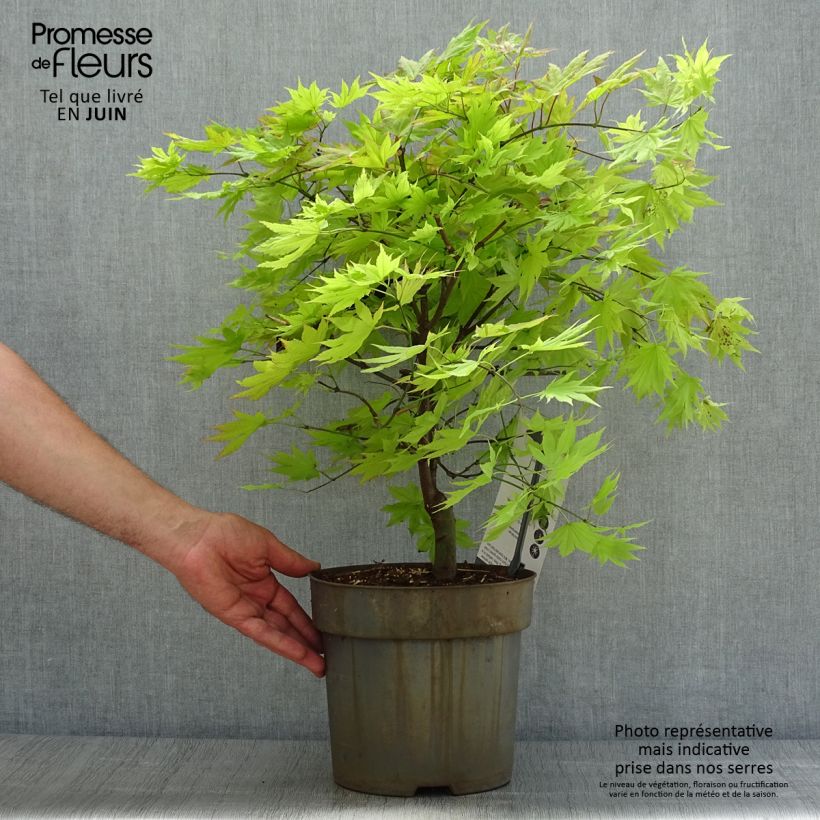 Amostra de Ácer-do-japão Autumn moon - Acer shirasawanum Vaso de 7,5 L/10 L tal como entregue no verão