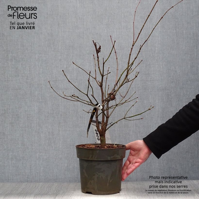 Amostra de Érable du Japon - Acer shirasawanum Autumn Moon Vaso de 7,5 L/10 L tal como entregue no inverno