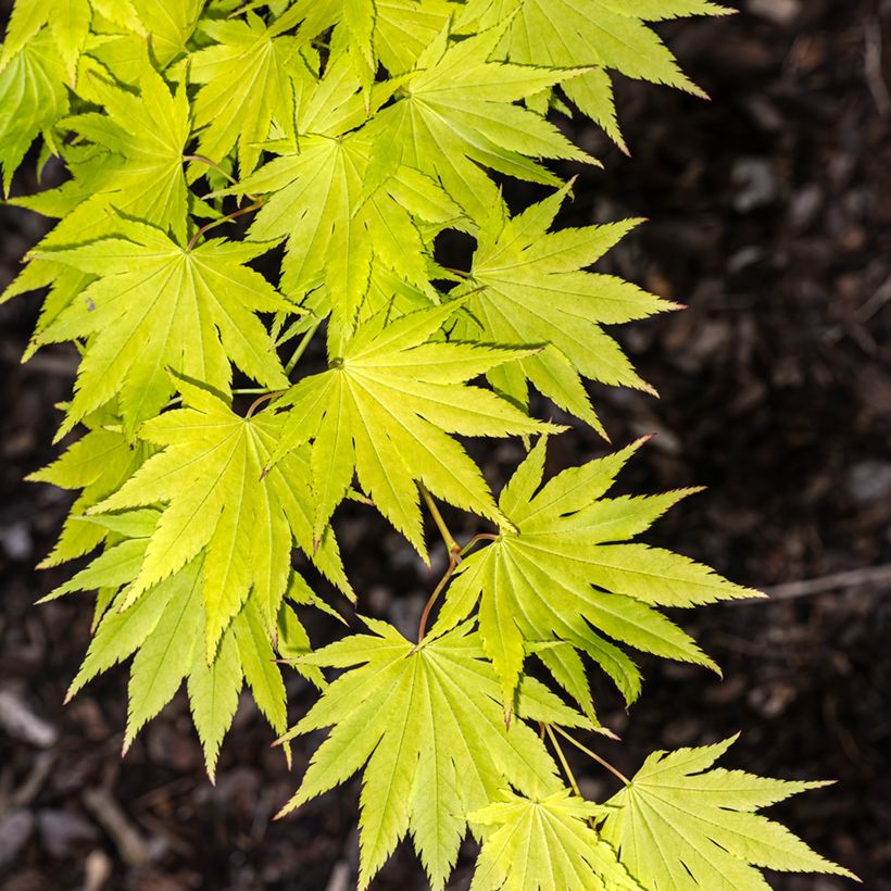 Ácer-do-japão Jordan - Acer shirasawanum (Folhagem)