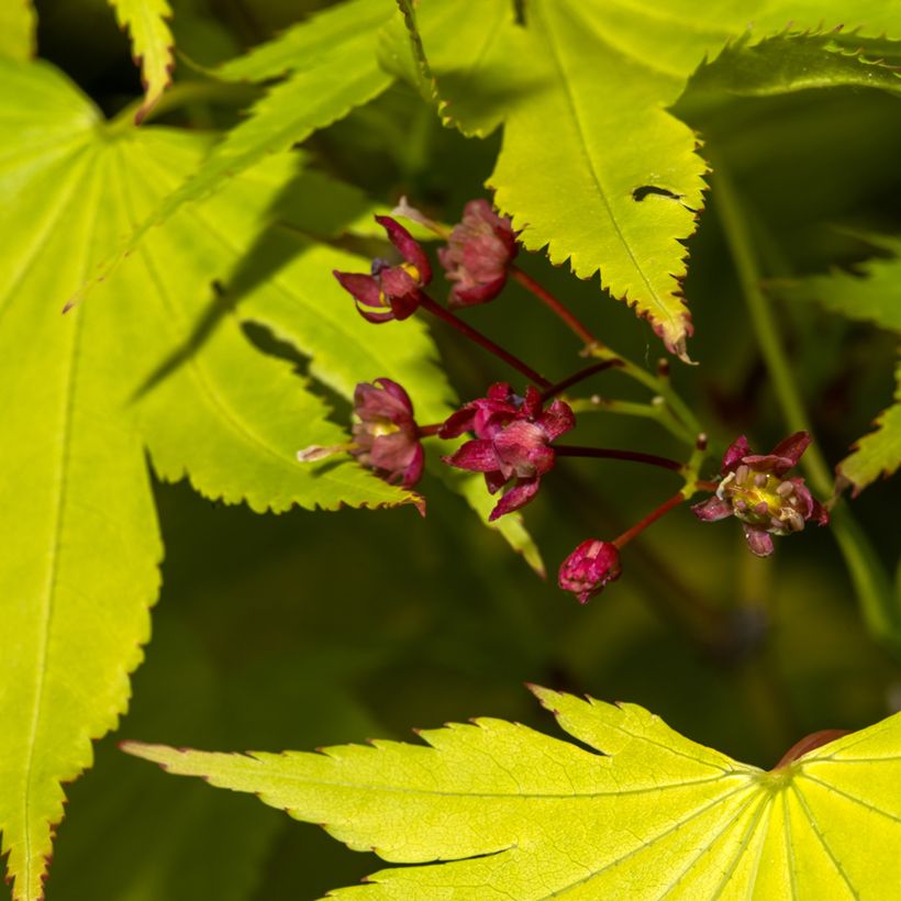 Ácer-do-japão Jordan - Acer shirasawanum (Floração)