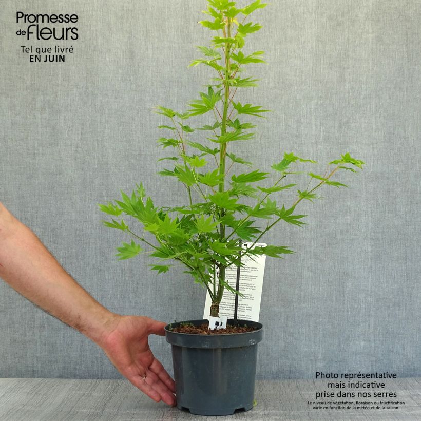 Amostra de Ácer-do-japão Jordan - Acer shirasawanum Vaso de 2 L/3 L tal como entregue no verão