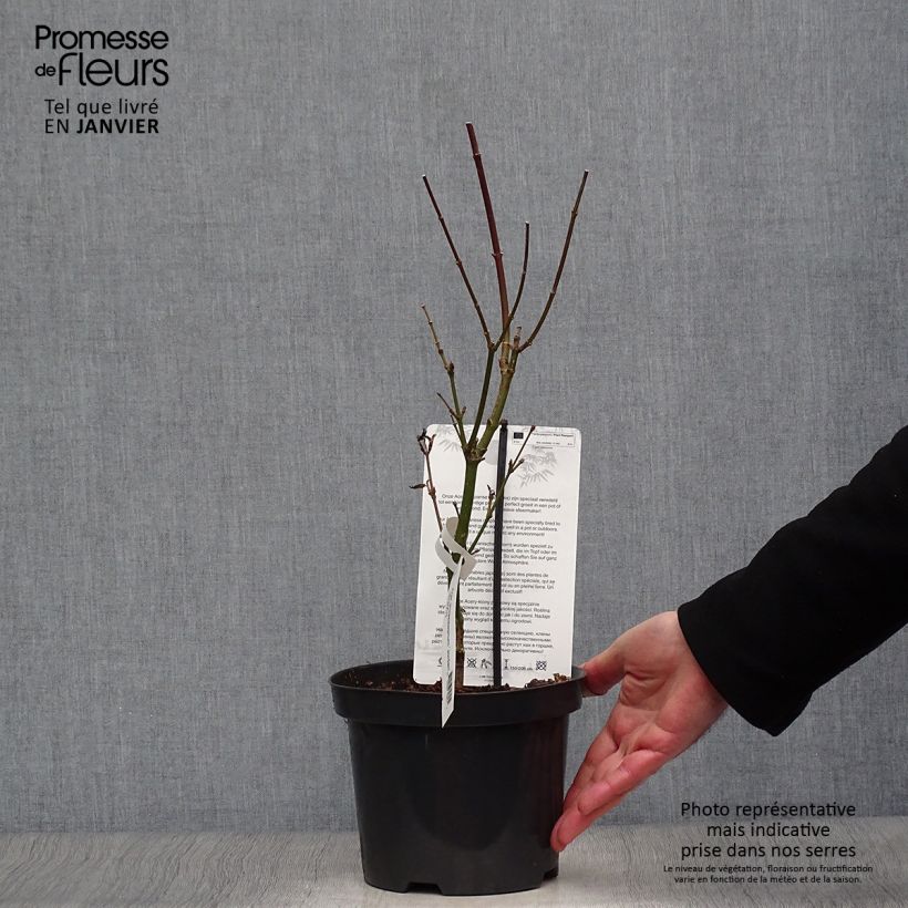 Amostra de Erable du Japon - Acer shirasawanum Jordan Vaso de 2 L/3 L tal como entregue no inverno