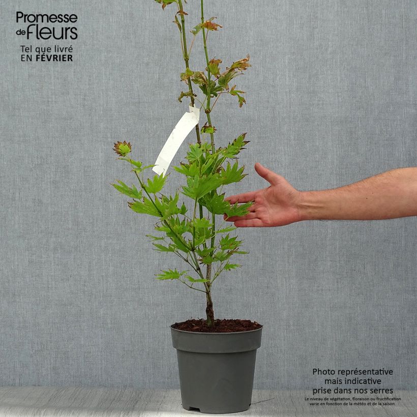 Amostra de Ácer-do-japão Moonrise - Acer shirasawanum Vaso de 6 L/7 L tal como entregue no outono