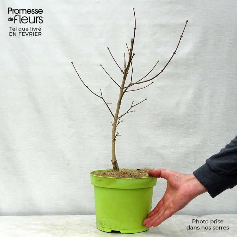 Amostra de Ácer-do-japão Moonrise - Acer shirasawanum Vaso de 6 L/7 L tal como entregue no inverno