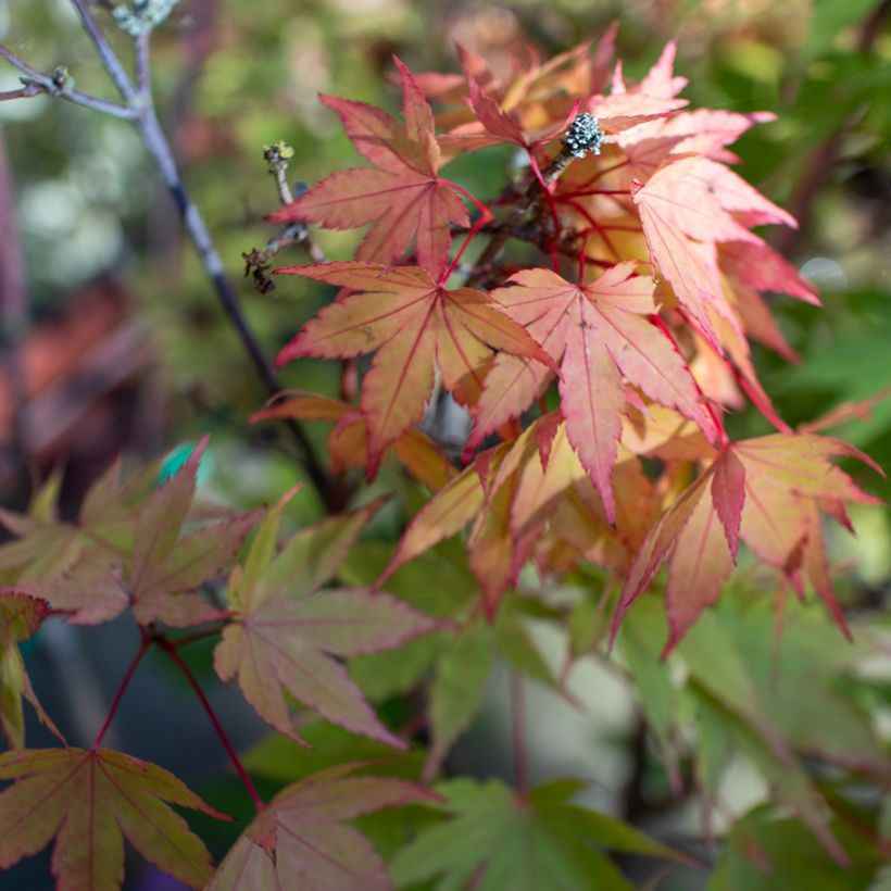 Ácer-do-japão Moonrise - Acer shirasawanum (Folhagem)