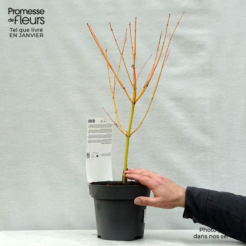 Amostra de Ácer-do-japão Bi Hoo - Acer palmatum Vaso de 2 L/3 L tal como entregue no inverno