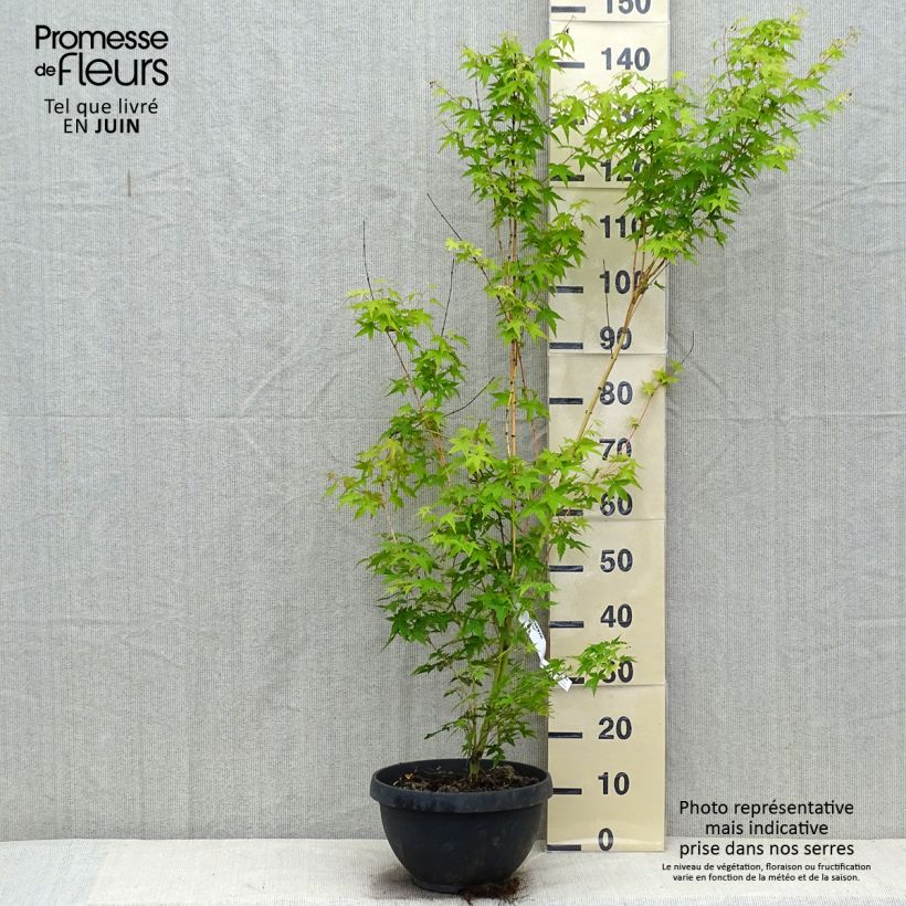 Amostra de Ácer-do-japão Bi Hoo - Acer palmatum Taça de 7,5 L/10 L tal como entregue no verão