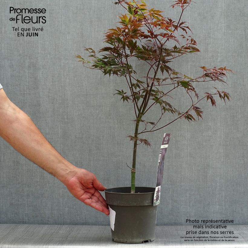 Amostra de Ácer-do-japão Black Lace - Acer palmatum Vaso de 2 L/3 L tal como entregue no verão
