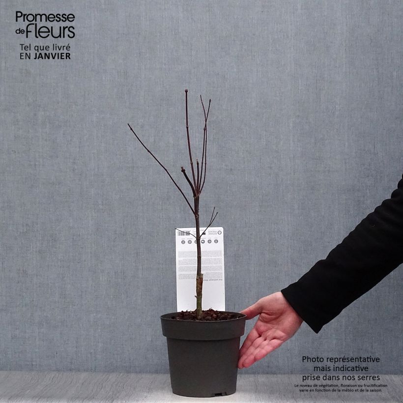 Amostra de Érable du Japon Black Lace - Acer palmatum Vaso de 2 L/3 L tal como entregue no inverno