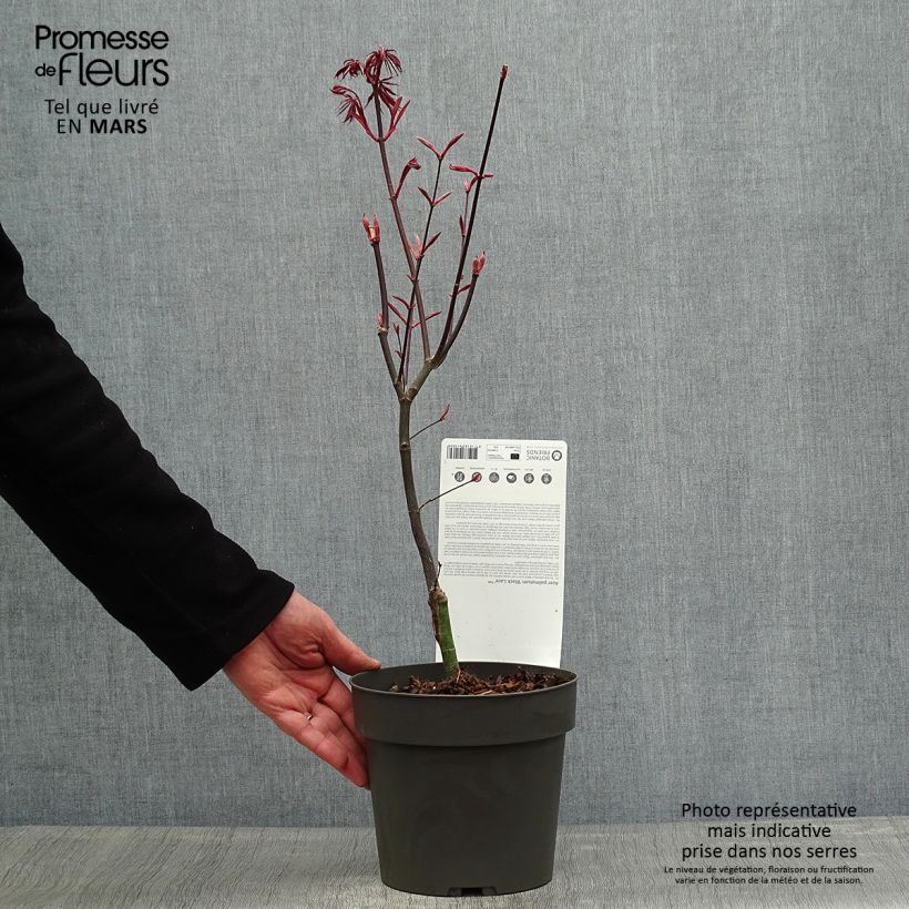 Amostra de Ácer-do-japão Black Lace - Acer palmatum Vaso de 2 L/3 L tal como entregue na primavera