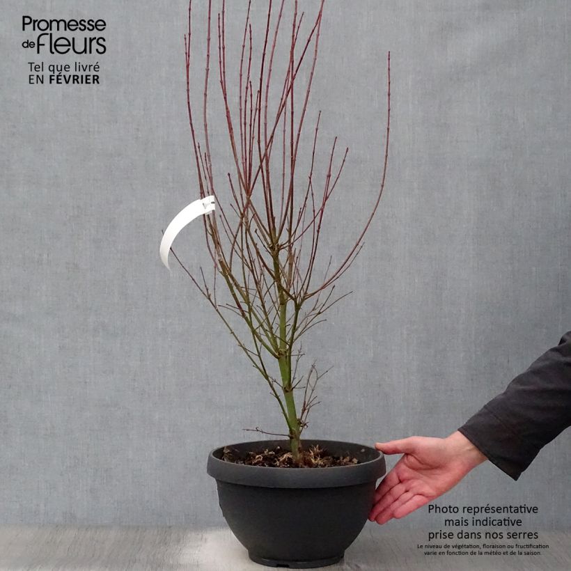 Amostra de Érable du Japon Jerre Schwartz - Acer palmatum Taça de 7,5 L/10 L tal como entregue no inverno