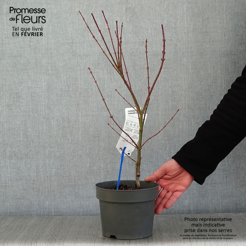 Amostra de Érable du Japon Jerre Schwartz - Acer palmatum Vaso de 2 L/3 L tal como entregue no inverno