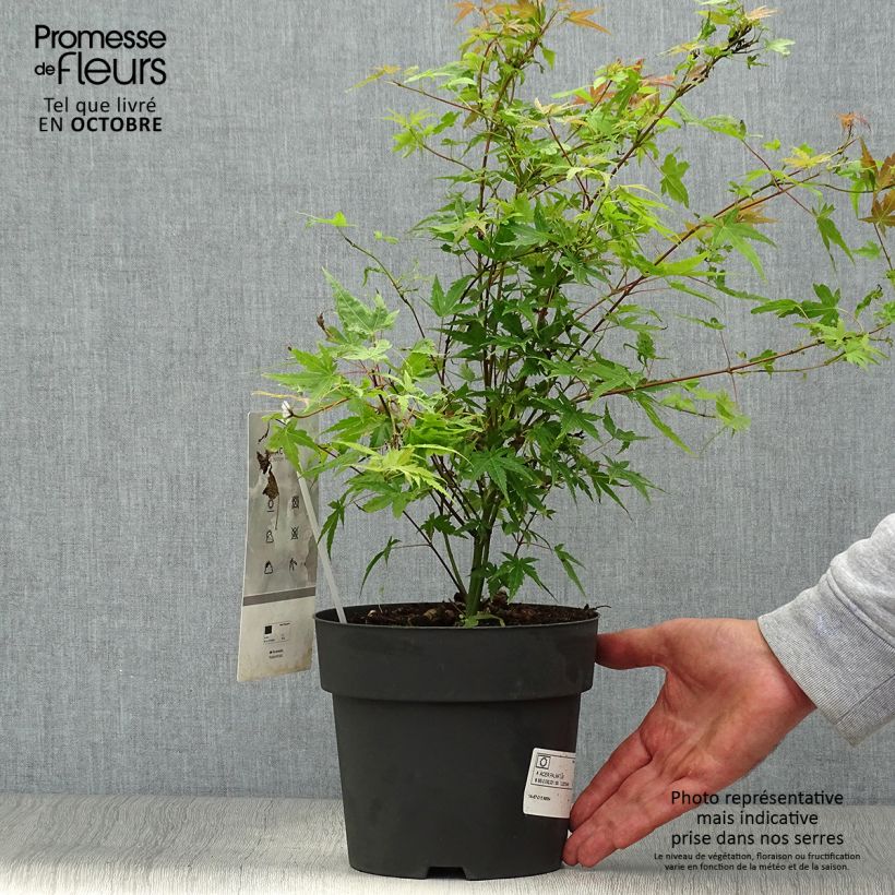Amostra de Ácer-do-japão Phoenix - Acer palmatum Vaso de 2 L/3 L tal como entregue no outono