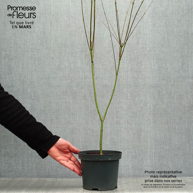 Amostra de Ácer-do-japão Phoenix - Acer palmatum Vaso de 2 L/3 L tal como entregue na primavera