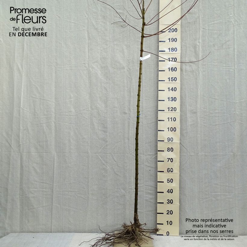 Amostra de Érable du fleuve Amour - Acer ginnala Raízes nuas tal como entregue no inverno