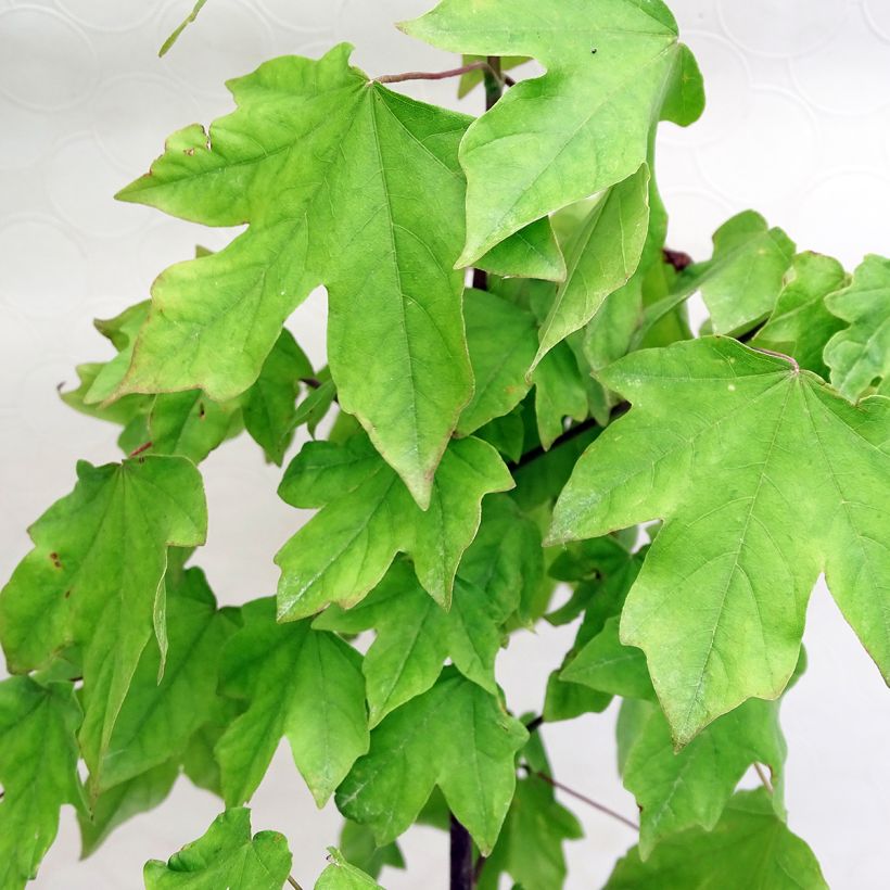 Acer Orientalia® Minorient (Folhagem)