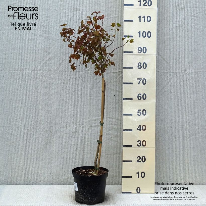 Amostra de Bordo-da-noruega Ample Surprise - Acer platanoides Vaso de 7,5 L/10 L, Haste tal como entregue na primavera
