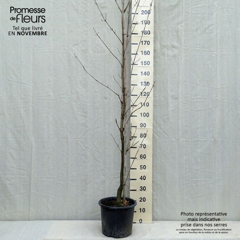 Amostra de Bordo-da-noruega Drummondii - Acer platanoides Vaso de 12 L/15 L, Brasão tal como entregue no outono