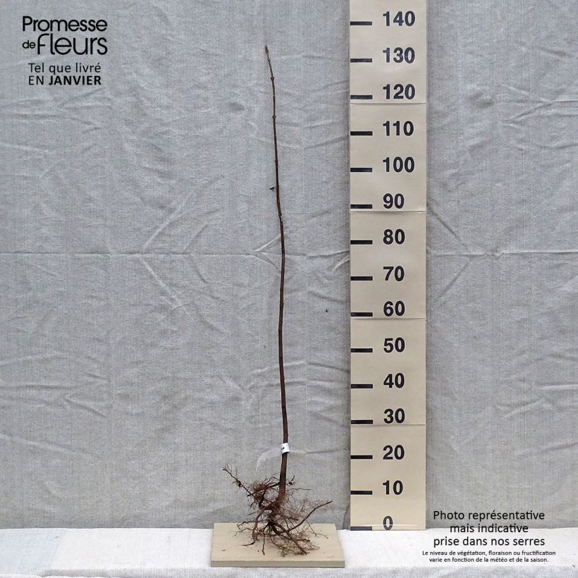 Amostra de Érable sycomore - Acer pseudoplatanus Raízes nuas tal como entregue no inverno