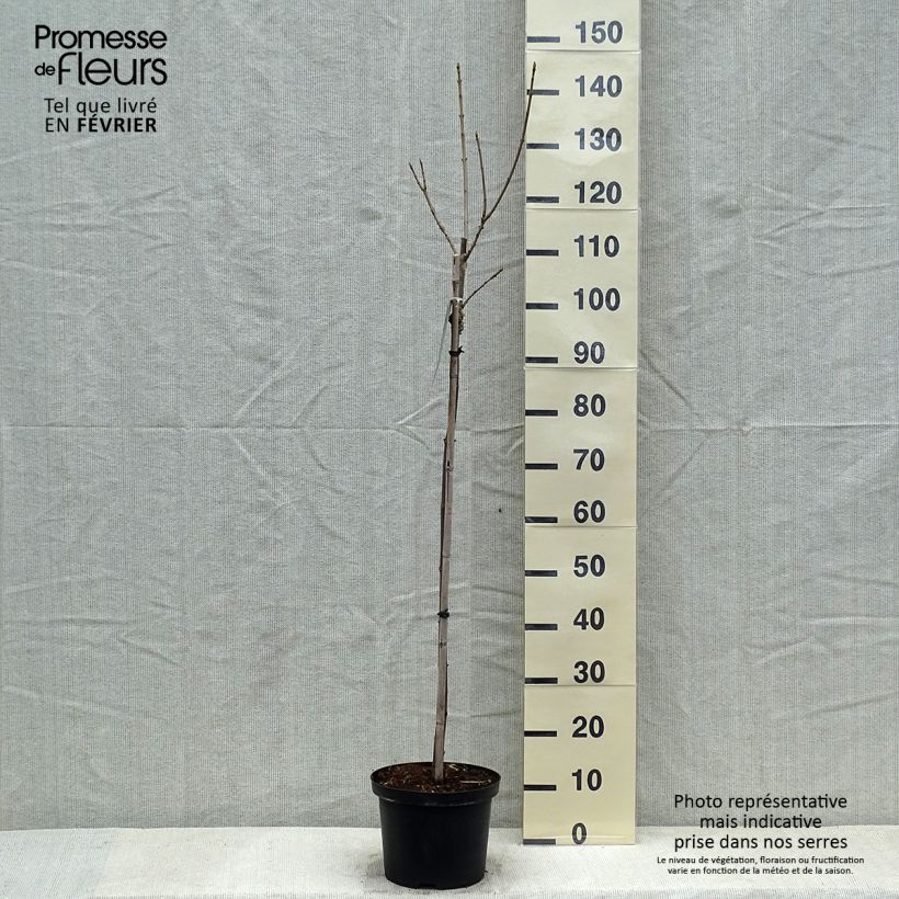 Amostra de Bordo Brilliantissimum - Acer pseudoplatanus Vaso de 4 L/5 L tal como entregue no inverno