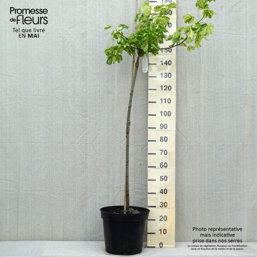 Amostra de Érable sycomore Leopoldii - Acer pseudoplatanus Vaso de 20 L/25 L tal como entregue na primavera