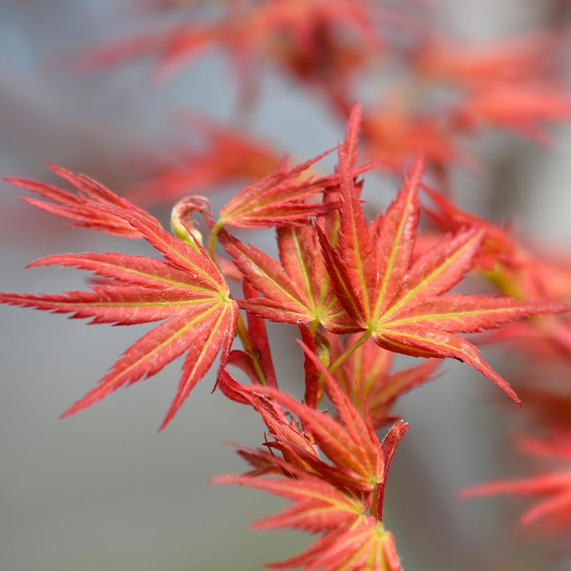 Ácer-do-japão Wilsons Pink Dwarf - Acer palmatum (Folhagem)