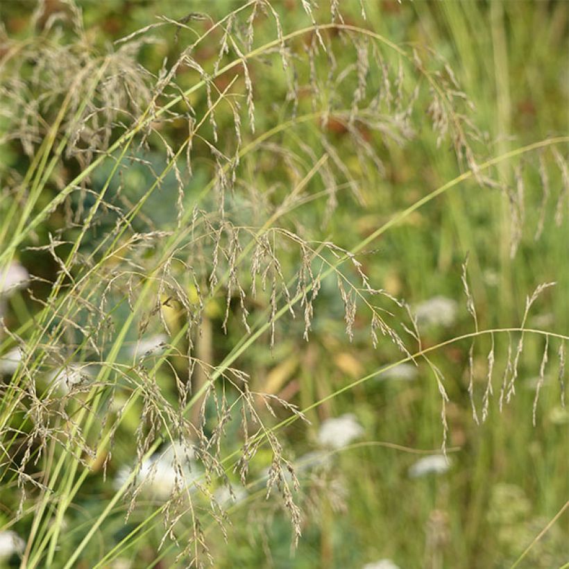 Eragrostis curvula (Floração)