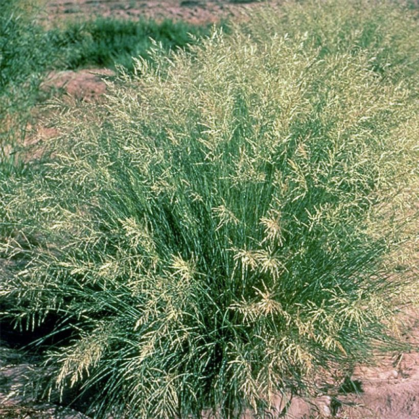 Eragrostis curvula (Hábito)