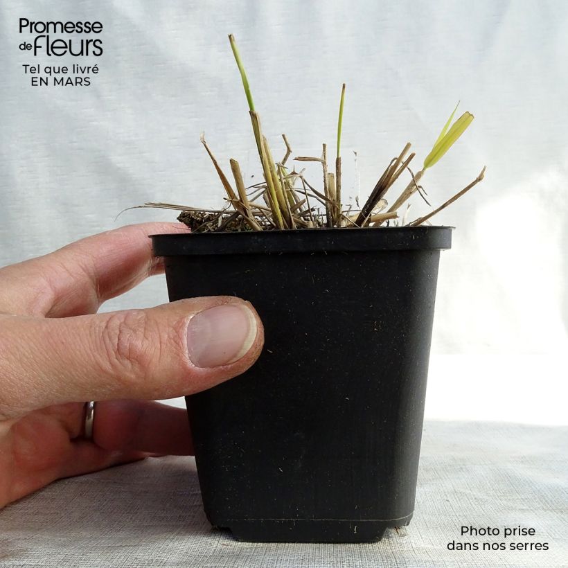 Amostra de Eragrostis spectabilis Great Plains - Herbe d'amour Vaso de 8/9 cm tal como entregue no inverno
