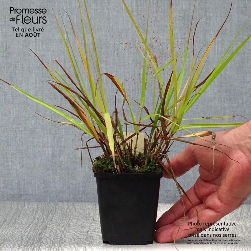 Amostra de Eragrostis spectabilis Great Plains Vaso de 8/9 cm tal como entregue no verão