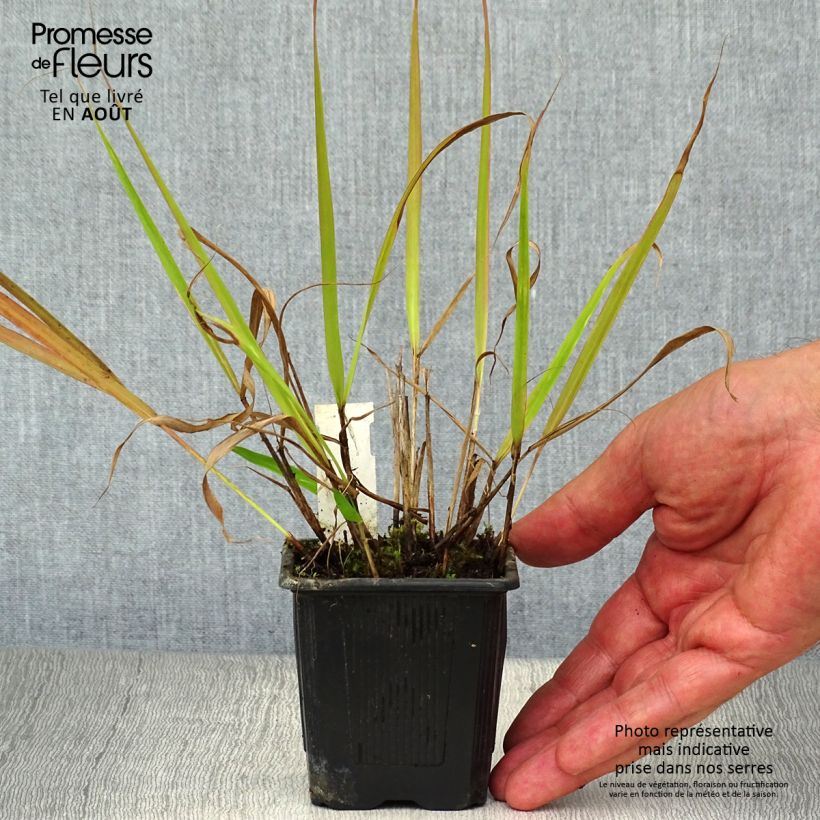 Amostra de Eragrostis spectabilis Vaso de 8/9 cm tal como entregue no verão