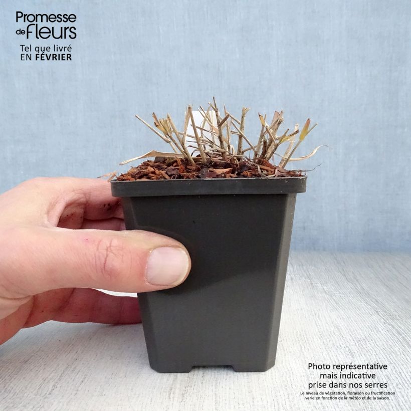 Amostra de Eragrostis spectabilis - Herbe d'amour Vaso de 8/9 cm tal como entregue no inverno