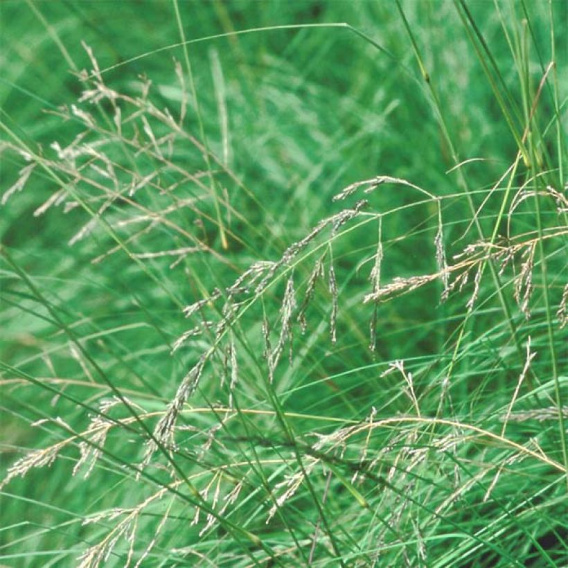 Eragrostis trichodes (Floração)